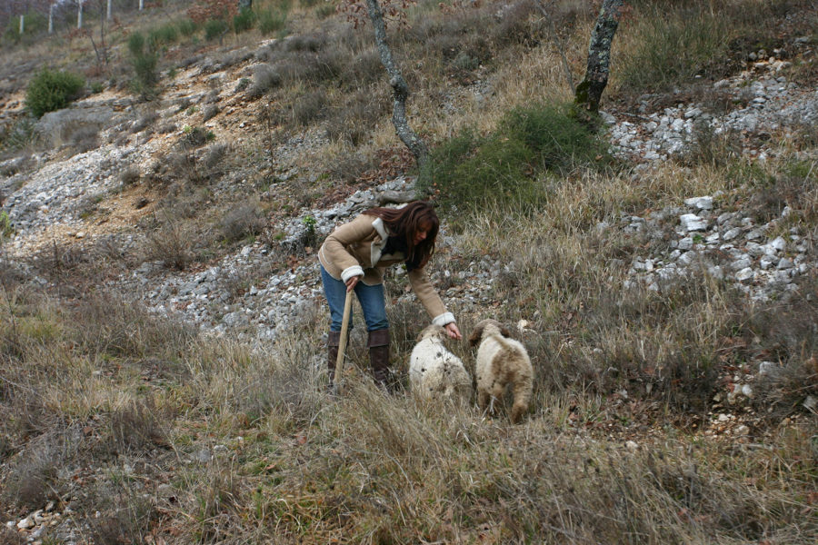 Andare in Cerca di Tartufi