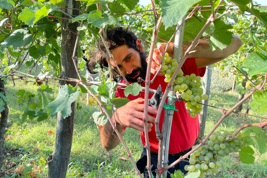 Vendemmiare in una delle fattorie o aziende agricole