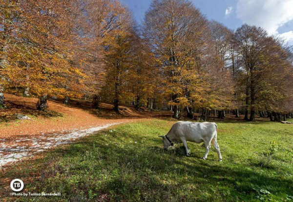 Le Faggete del Parco Nazionale d'Abruzzo Lazio e Molise