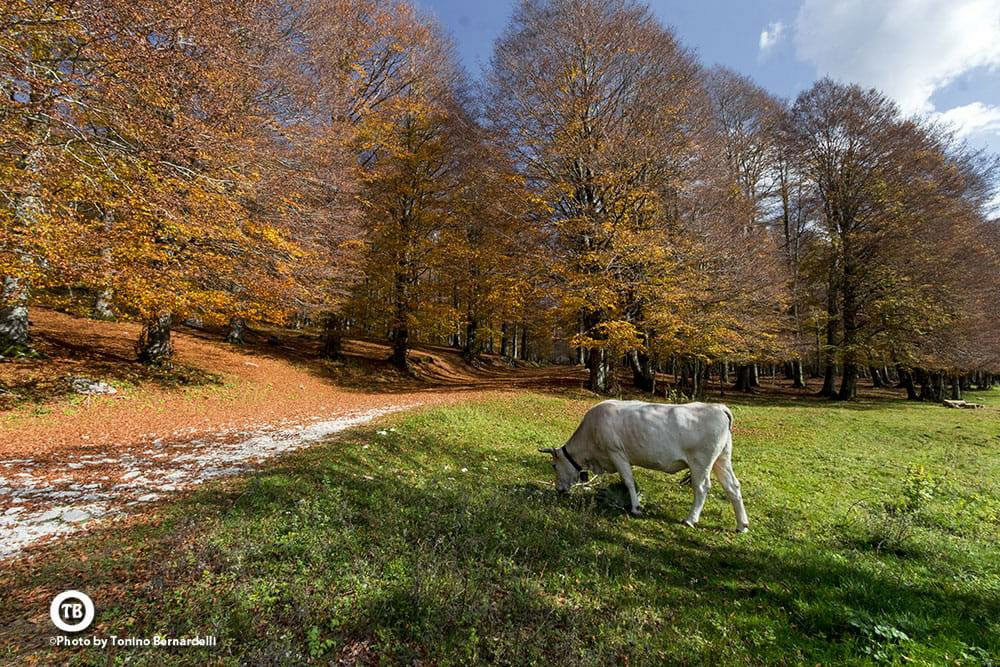 Le Faggete del Parco Nazionale d'Abruzzo Lazio e Molise