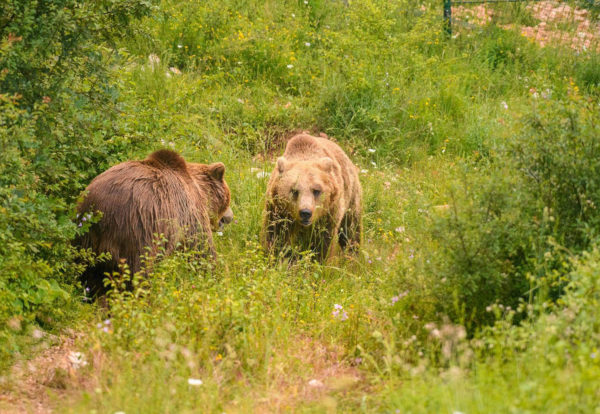 Area faunistica dell'Orso di Campoli Appennino