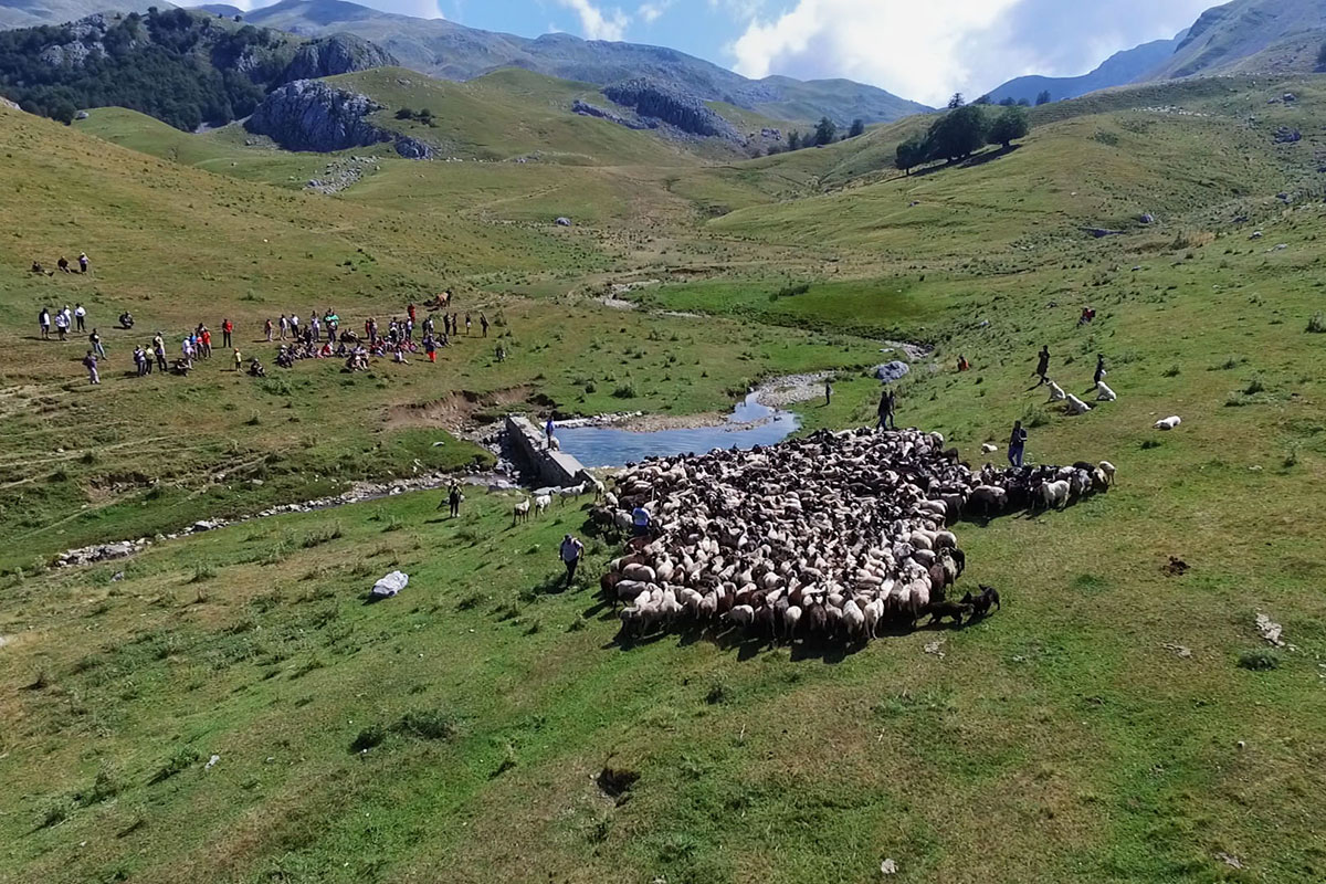 Pastorizia in Festival 2022