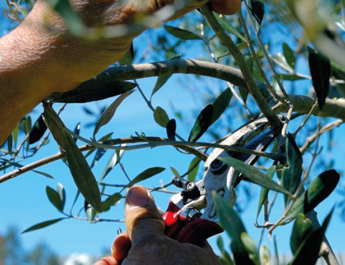 Corso di avvicinamento alla potatura dell'olivo
