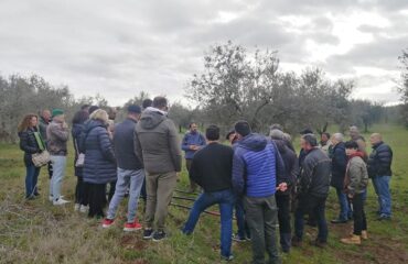 giornata di avvicinamento alla potatura dell’olivo