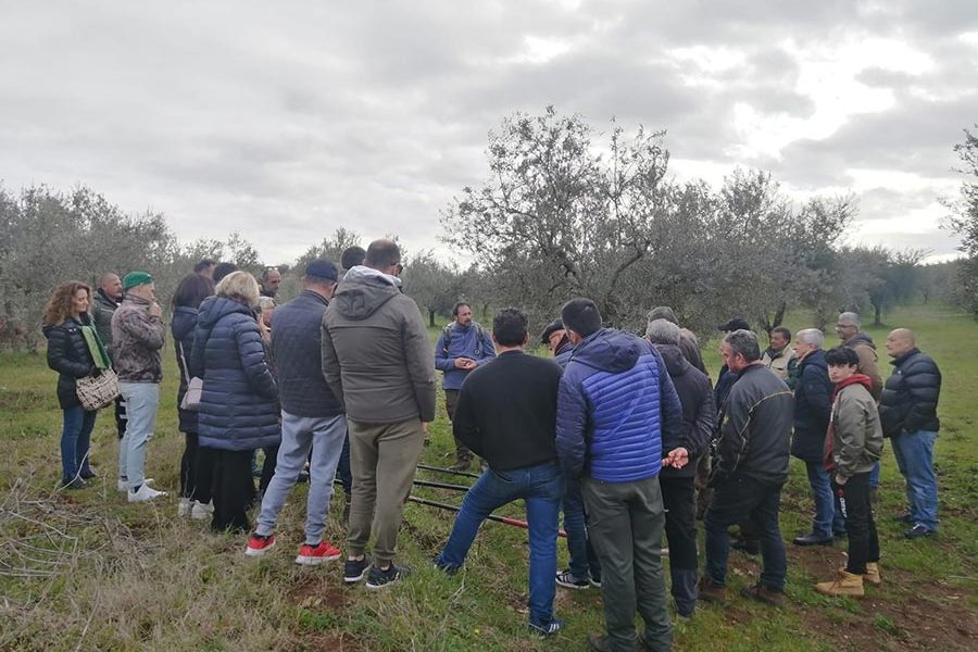 giornata di avvicinamento alla potatura dell’olivo