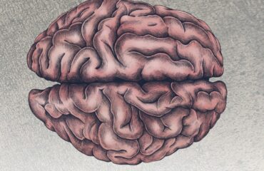Festival delle Neuroscienze e del cervello sociale