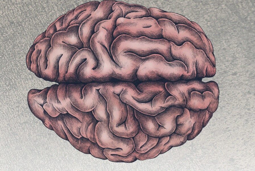 Festival delle Neuroscienze e del cervello sociale