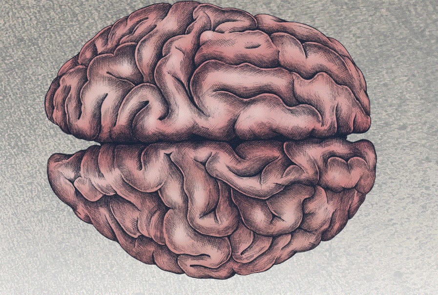 Festival delle Neuroscienze e del cervello sociale