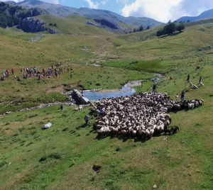 Pastorizia in Festival 2022