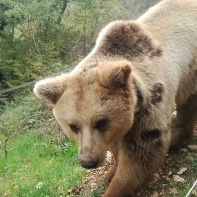 Area faunistica dell'Orso di Campoli Appennino