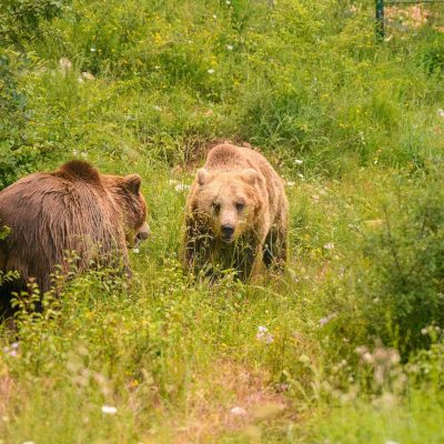 Area faunistica dell'Orso di Campoli Appennino