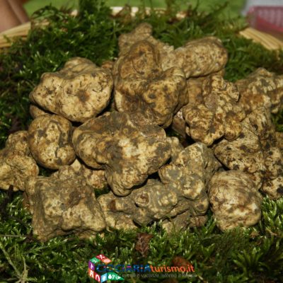 Tartufo di Campoli Appennino