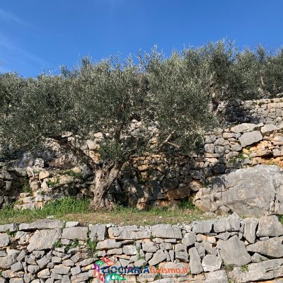 Muro a secco di Vallecorsa