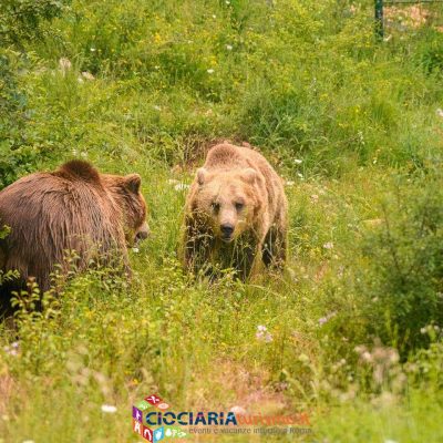 Area Faunistica Orso - Campoli Appennino