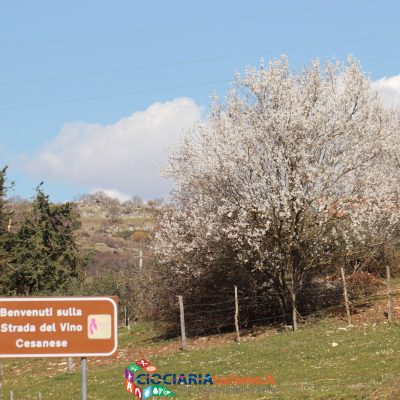 Le Città del Vino Cesanese